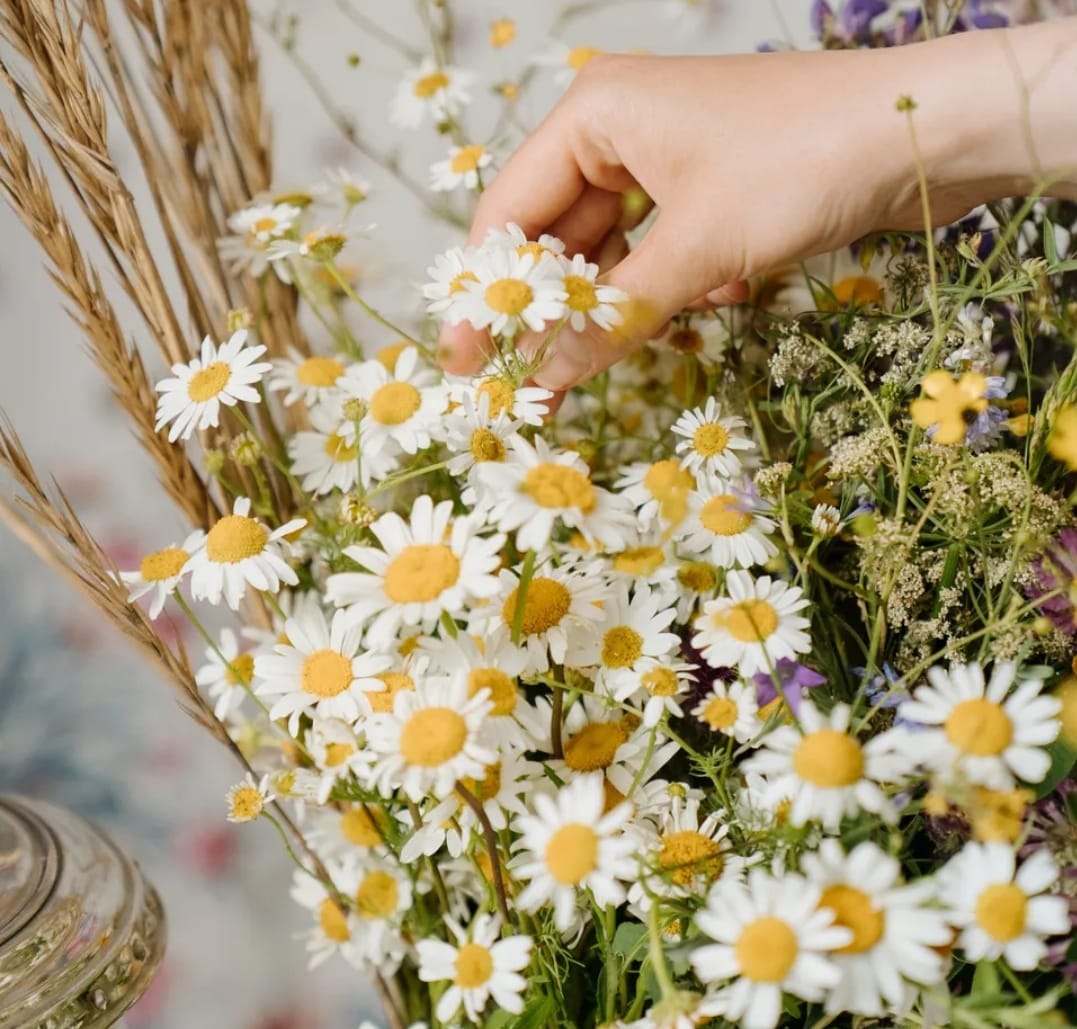 Construcción de la planta procesadora de manzanilla en Tarija llega al 91% de avance, alistan su entrega provisional para este mes