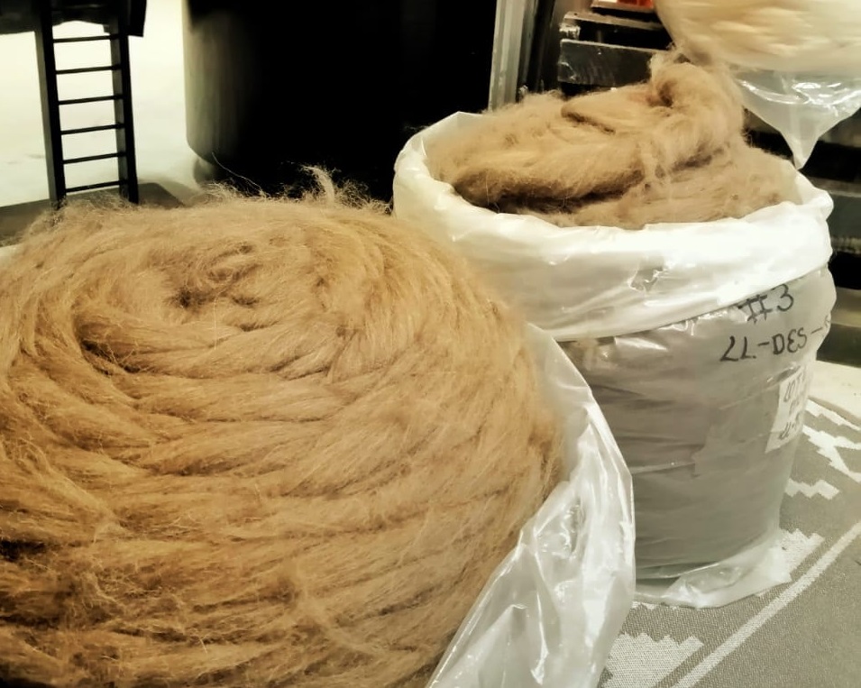 Estatal Yacana empieza este 2024 con la exportación de 20 toneladas de fibra de llama a China