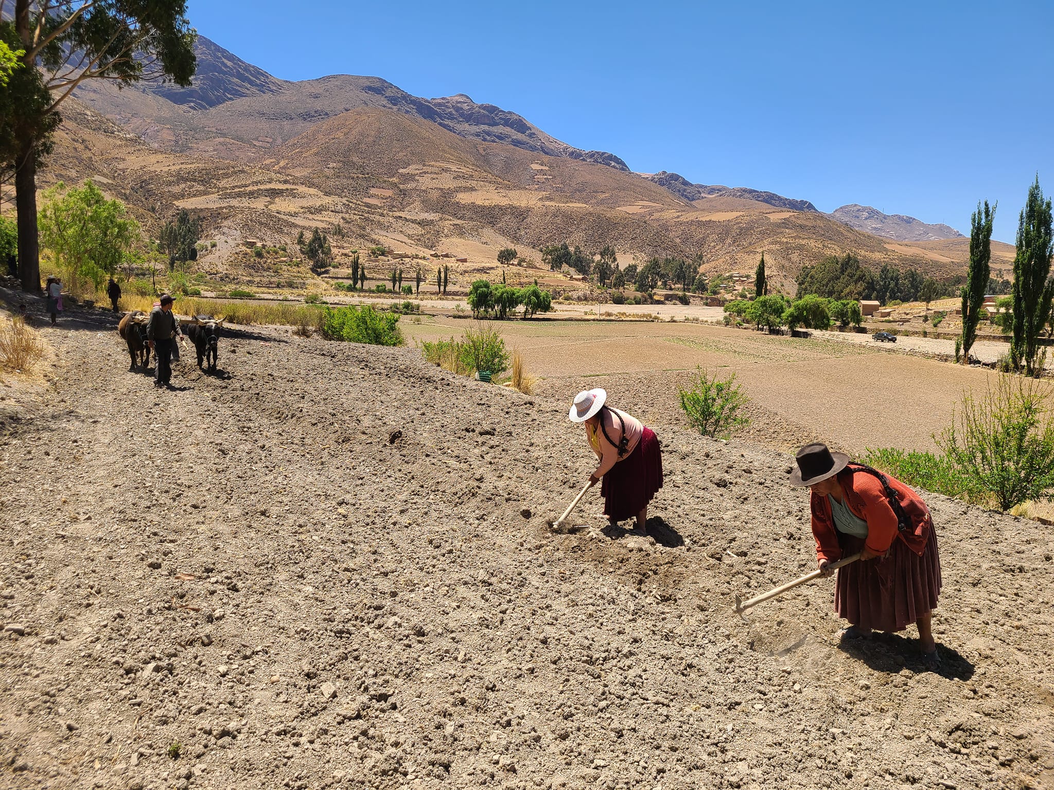 INSA aseguró 588.000 hectáreas de cultivos e indemnizó con Bs 80,9 millones en los últimos tres años