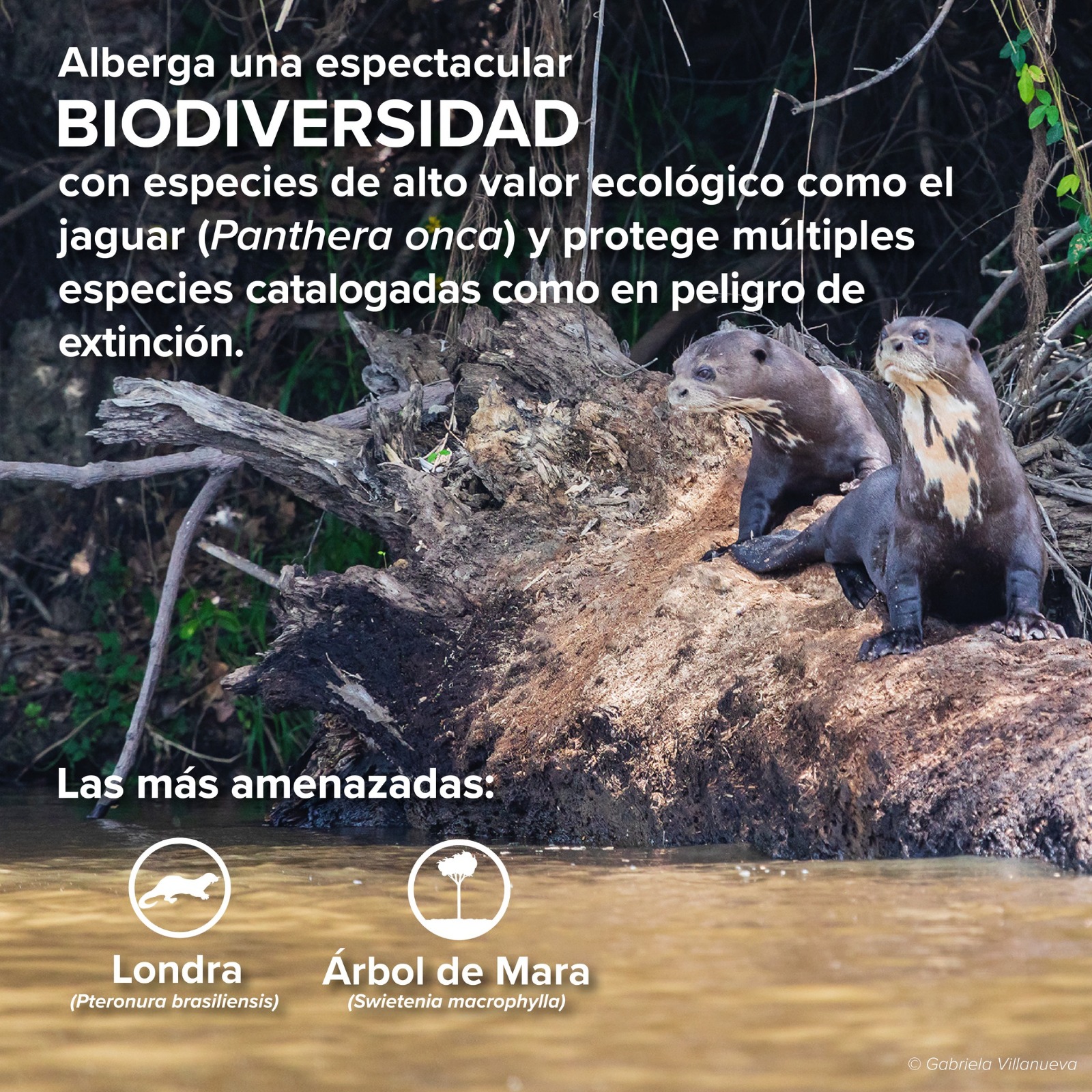 La nueva reserva El Gran Manupare en Pando promoverá el aprovechamiento sostenible de los recursos naturales