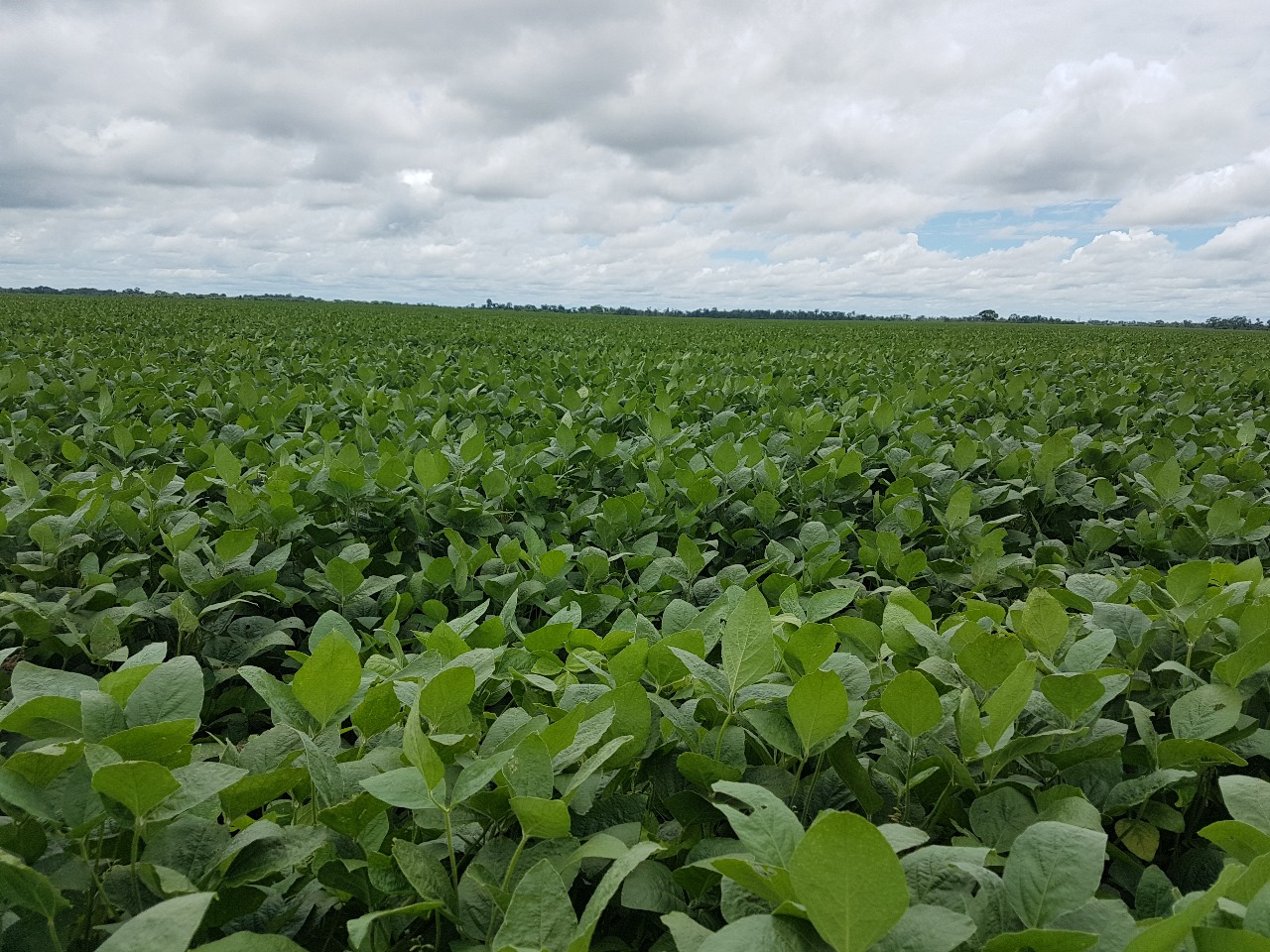 Exposoya 2024 presentará tres nuevas variedades y homenajeará a la semilla “Munasqa”