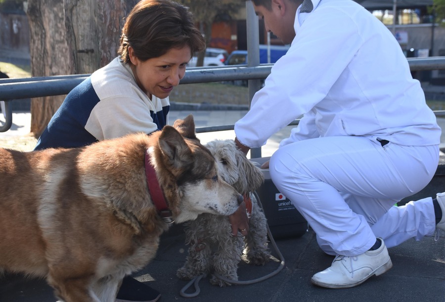 Campaña de vacunación antirrábica en Sucre logra inmunizar a más de 83.900 canes y gatos