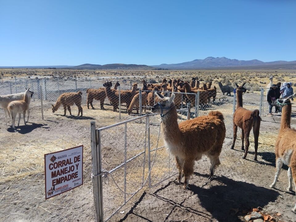 Invierten más de Bs 1,9 millones en infraestructura y equipamiento para la producción de camélidos en Oruro