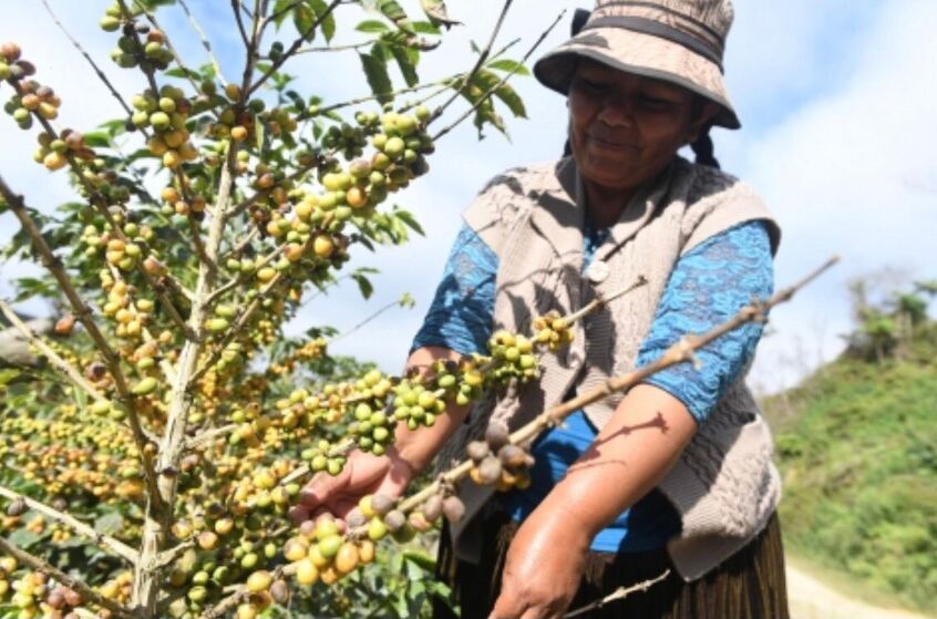 ASFI: Caranavi demanda financiamientos productivos por Bs 474 millones