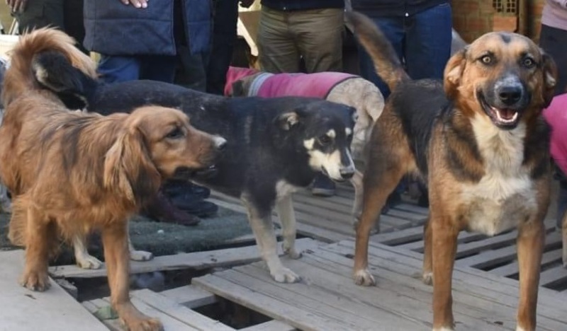 En Oruro reportan 1.350 casos de mordedura de perros y llaman a asumir acciones