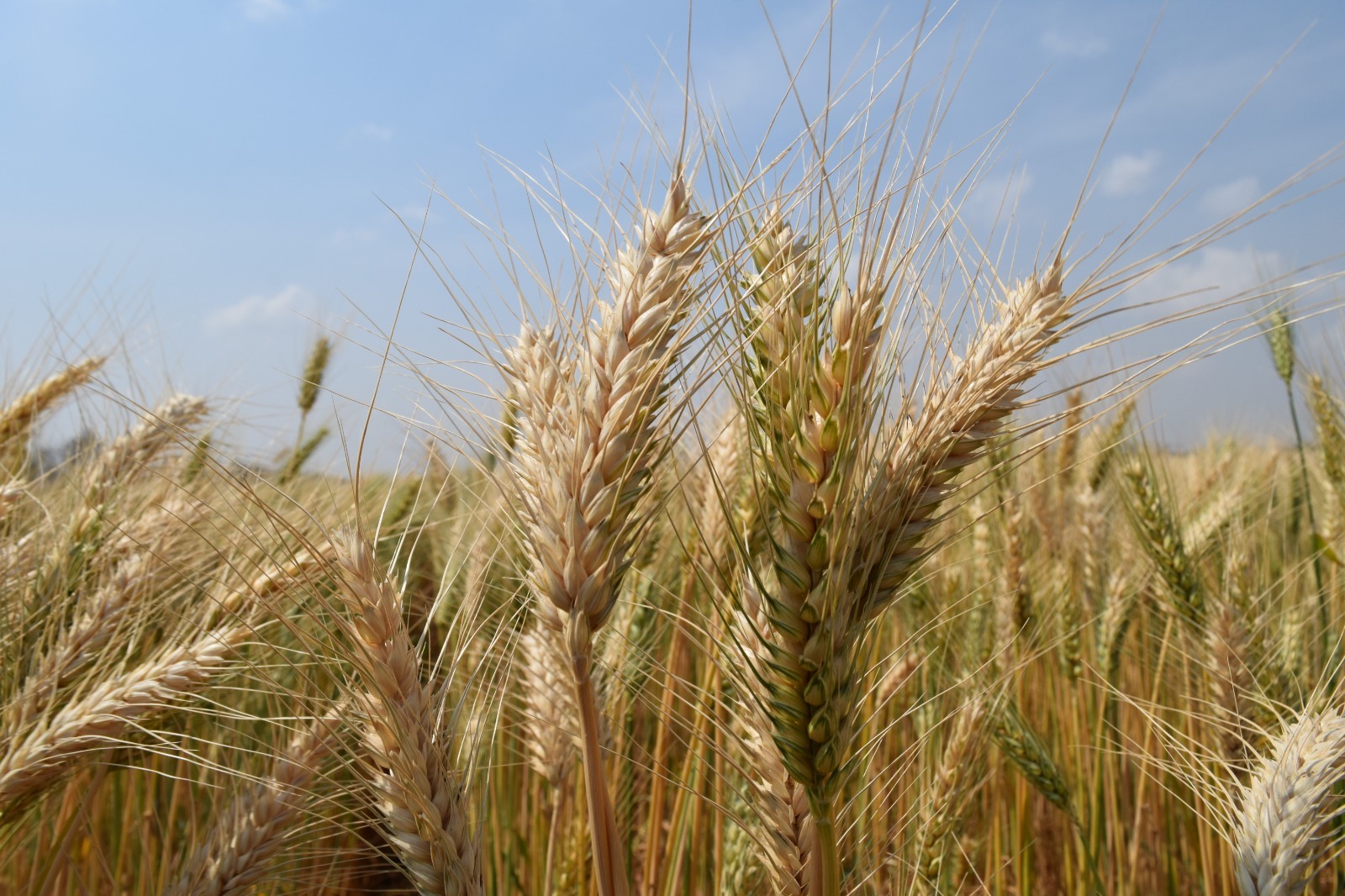 Productores conmemorarán el Día Nacional del Trigo en Okinawa con nuevas variedades