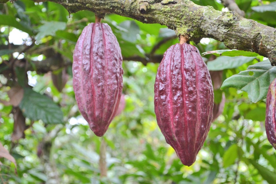 Firman convenios para estudios de proyectos de manejo sostenible de cacao y reforestación en Beni