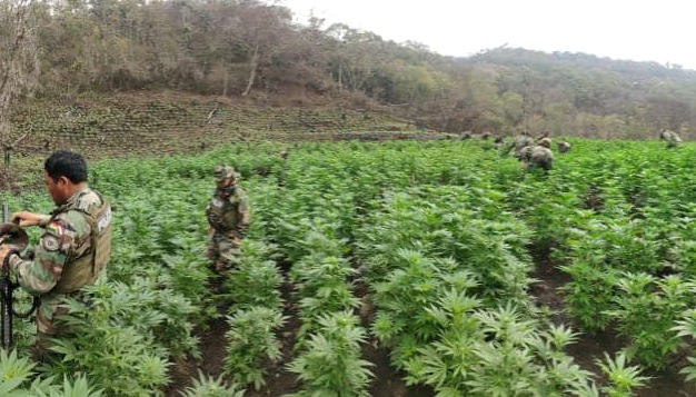 Incineran más de 200 toneladas de marihuana en estado natural en Cochabamba