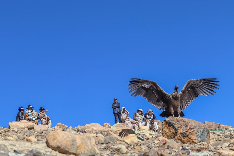 En Malla Presidente libera a “Pacha”, el cóndor andino que fue rescatado y rehabilitado