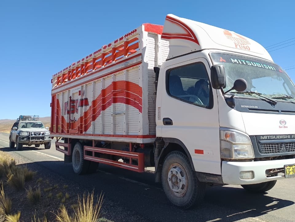 Interceptan vehículo indocumentado que trasladaba ganado ovino y camélido en Viacha