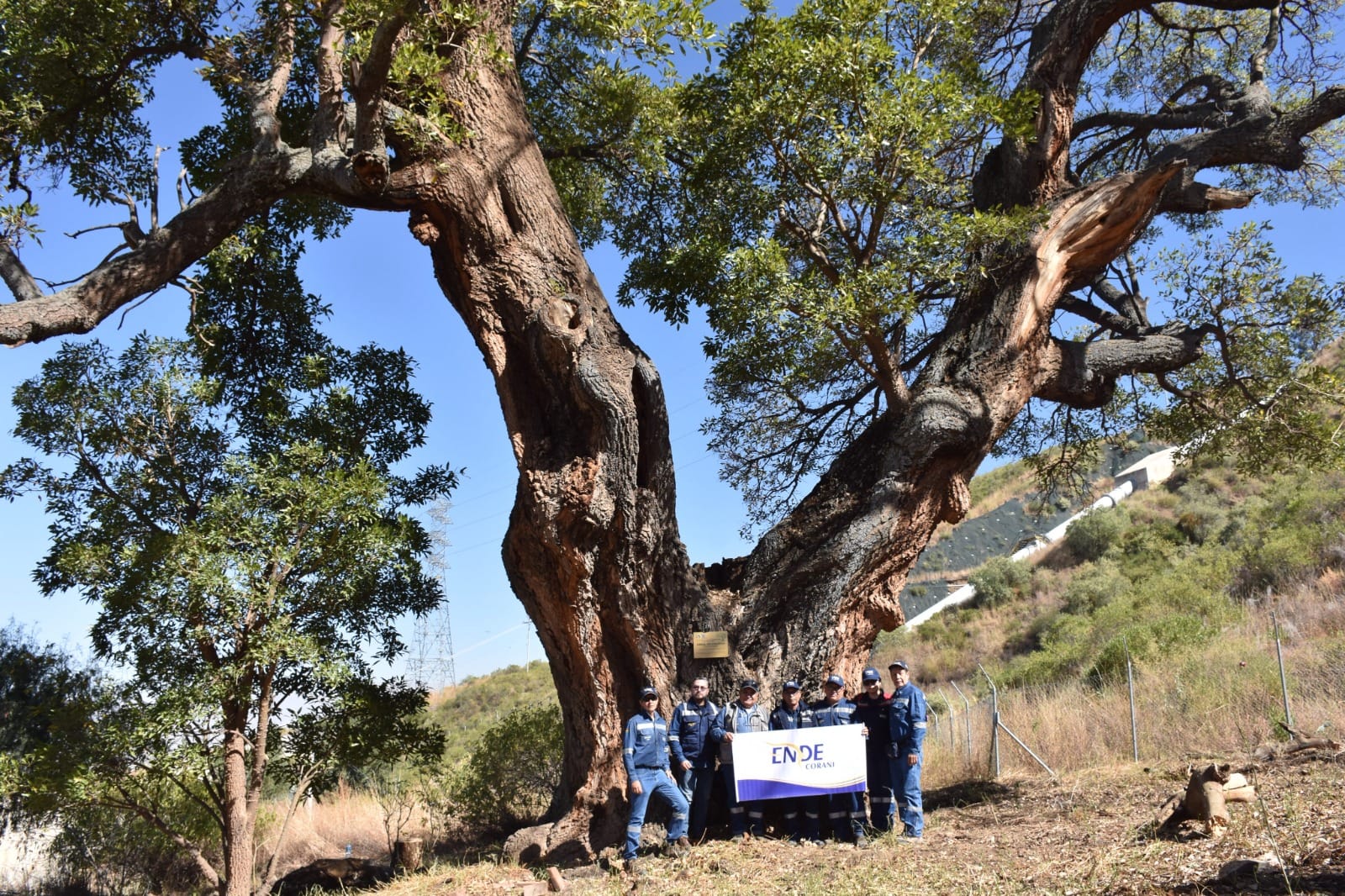 En la Central Hidroeléctrica Misicuni ENDE resguarda al “chilijchi”, un árbol con más de 100 años de vida