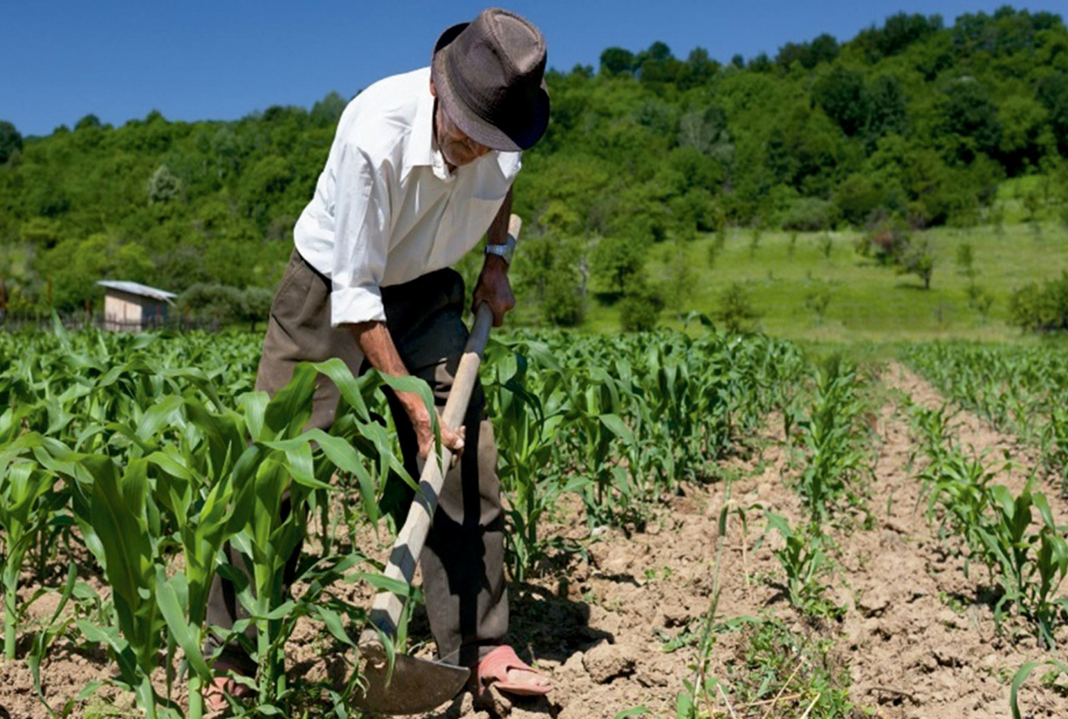 BDP destina el 78,5% de su cartera de créditos al sector agropecuario
