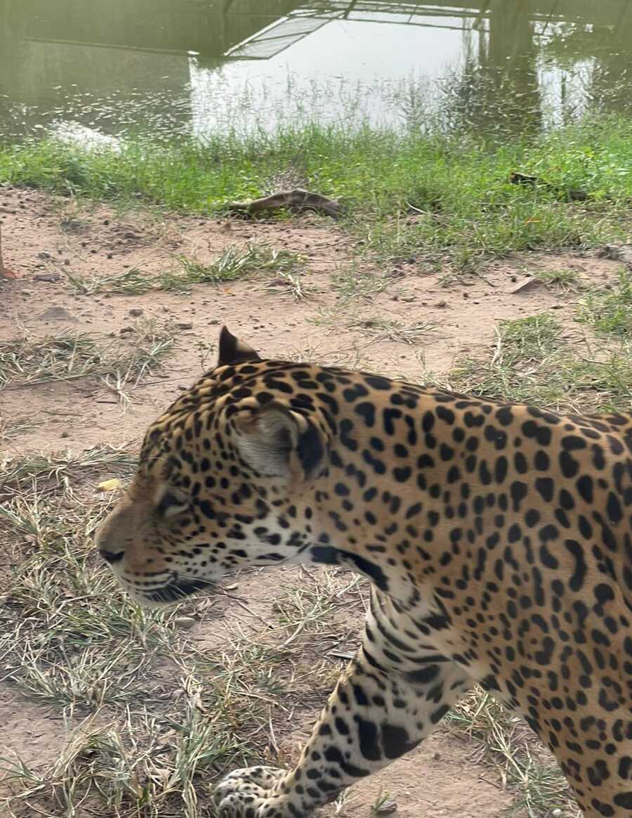 Trabajo inicia acciones por la muerte de un trabajador a causa del ataque de un jaguar en el bioparque cruceño