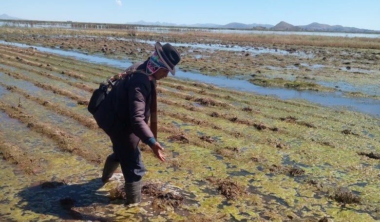 Granizadas, inundaciones y riadas afectan a 5.505 hectáreas de 10 tipos de cultivos en Bolivia