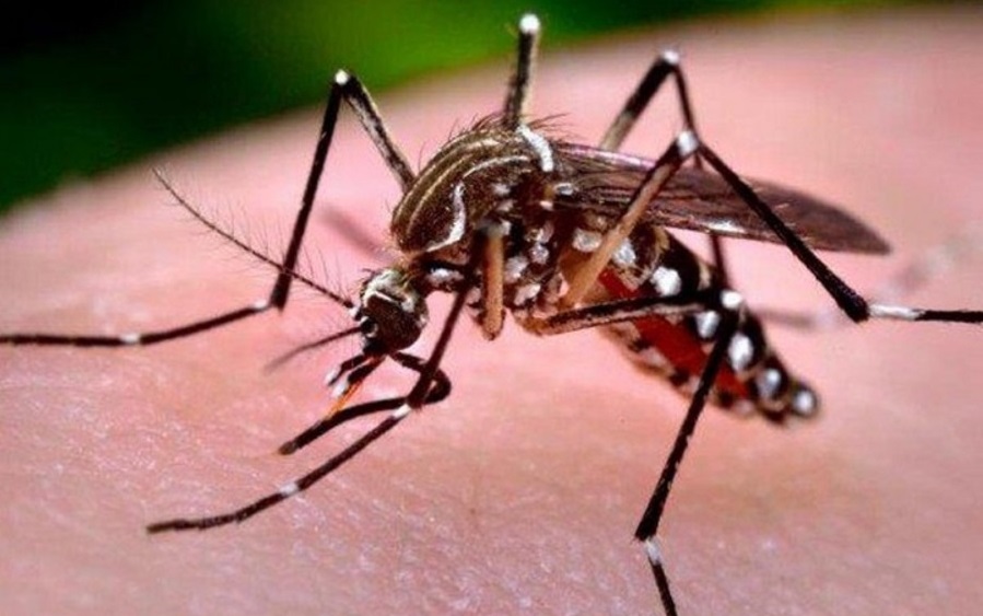 ABI - Salud ejecuta acciones de prevención contra el dengue e insta a  participar con la eliminación de criaderos de mosquito