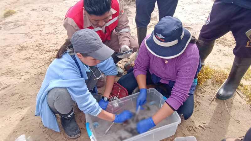 Comisión multidisciplinaria investiga muerte de ranas en el río Suches