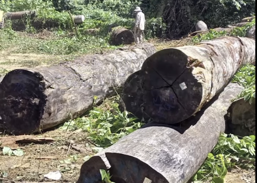 ABT decomisa 492 trozas de madera y un camión a través de 13 operativos en el norte de La Paz y Beni