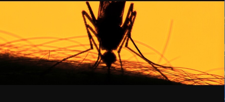 Sedes reporta dos fallecidos por fiebre amarilla en el norte de La Paz