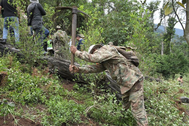 Denuncian obstaculización en erradicación de coca en parques nacionales