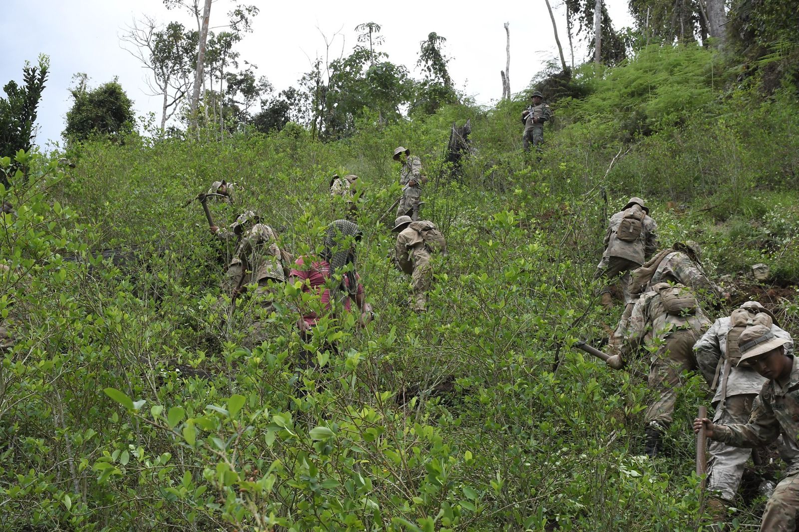 Más de 8.000 hectáreas de coca se erradicaron en el país en lo que va del año 