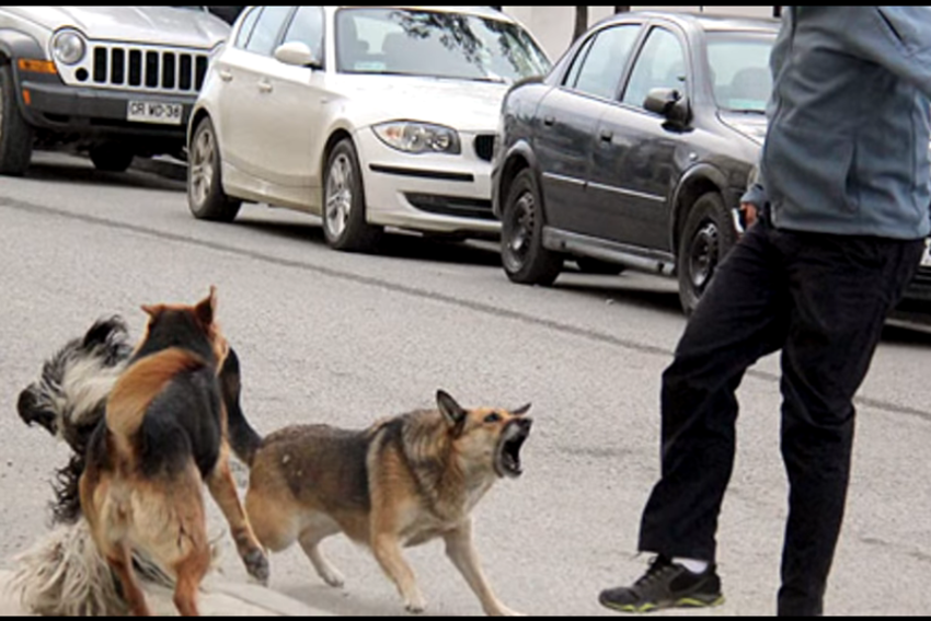 Alertan que jaurías en Oruro atacan a transeúntes y ponen en riesgo la salud pública