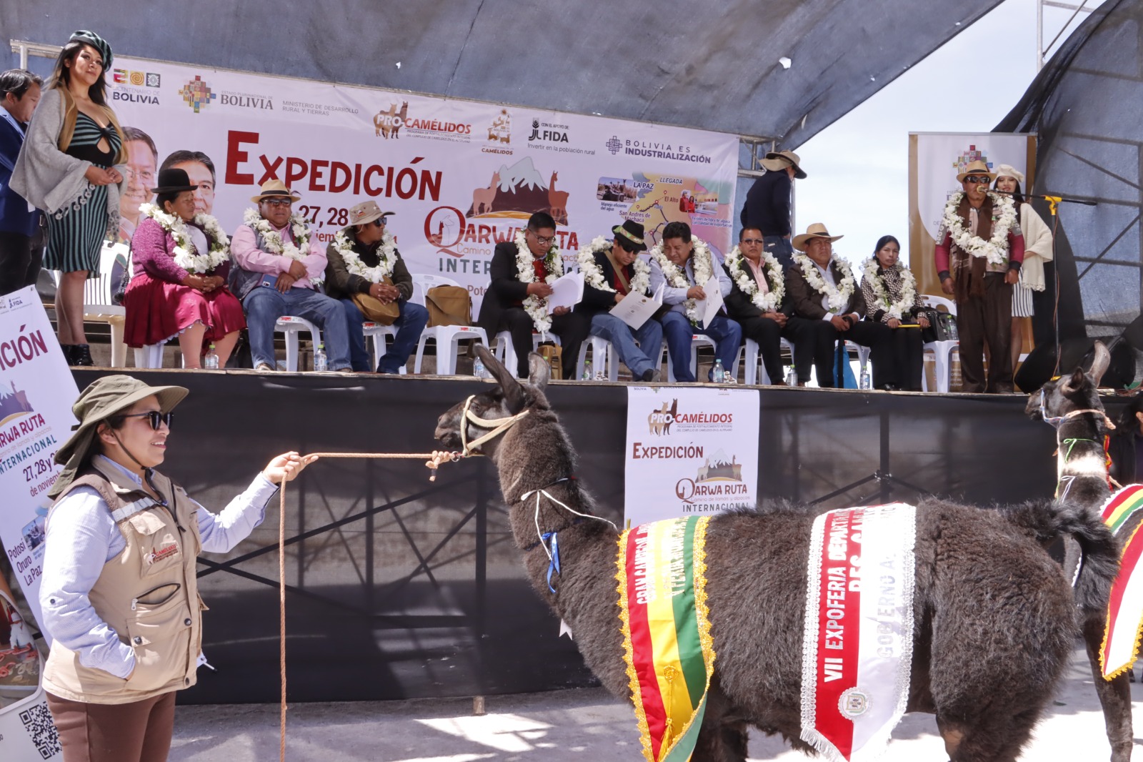 “Ruta de los camélidos” expone la riqueza productiva que se obtiene de esta especie en Bolivia