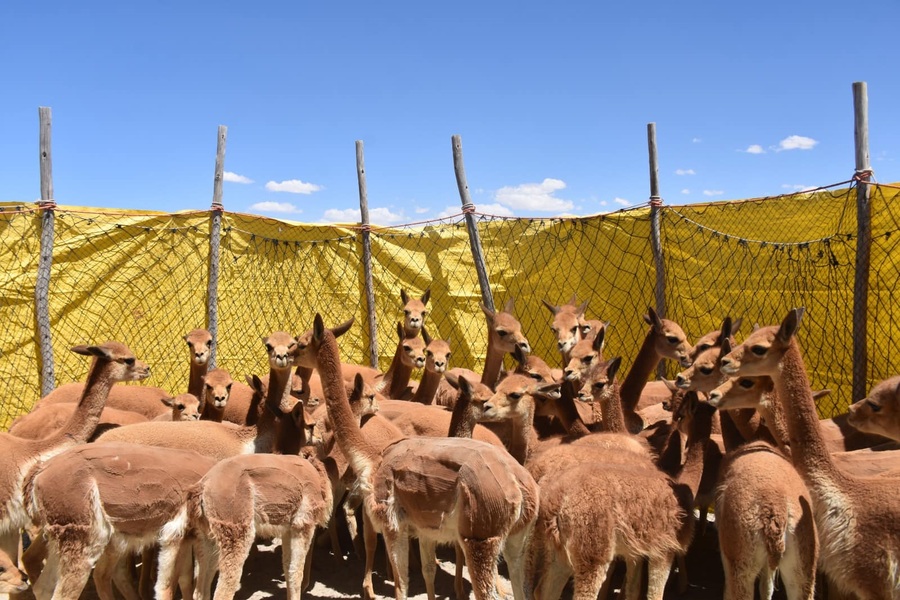 Inicia temporada de arreo y esquila de vicuñas en Oruro