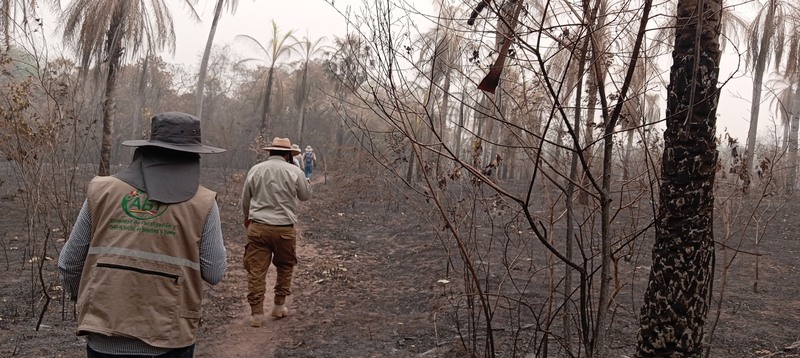 Incendios afectan a 4,6 millones de ha en zonas boscosas, su recuperación tomaría hasta 10 años
