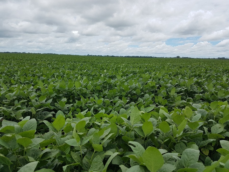 Gobierno aprueba el uso de biotecnología para el evento de la soya intacta