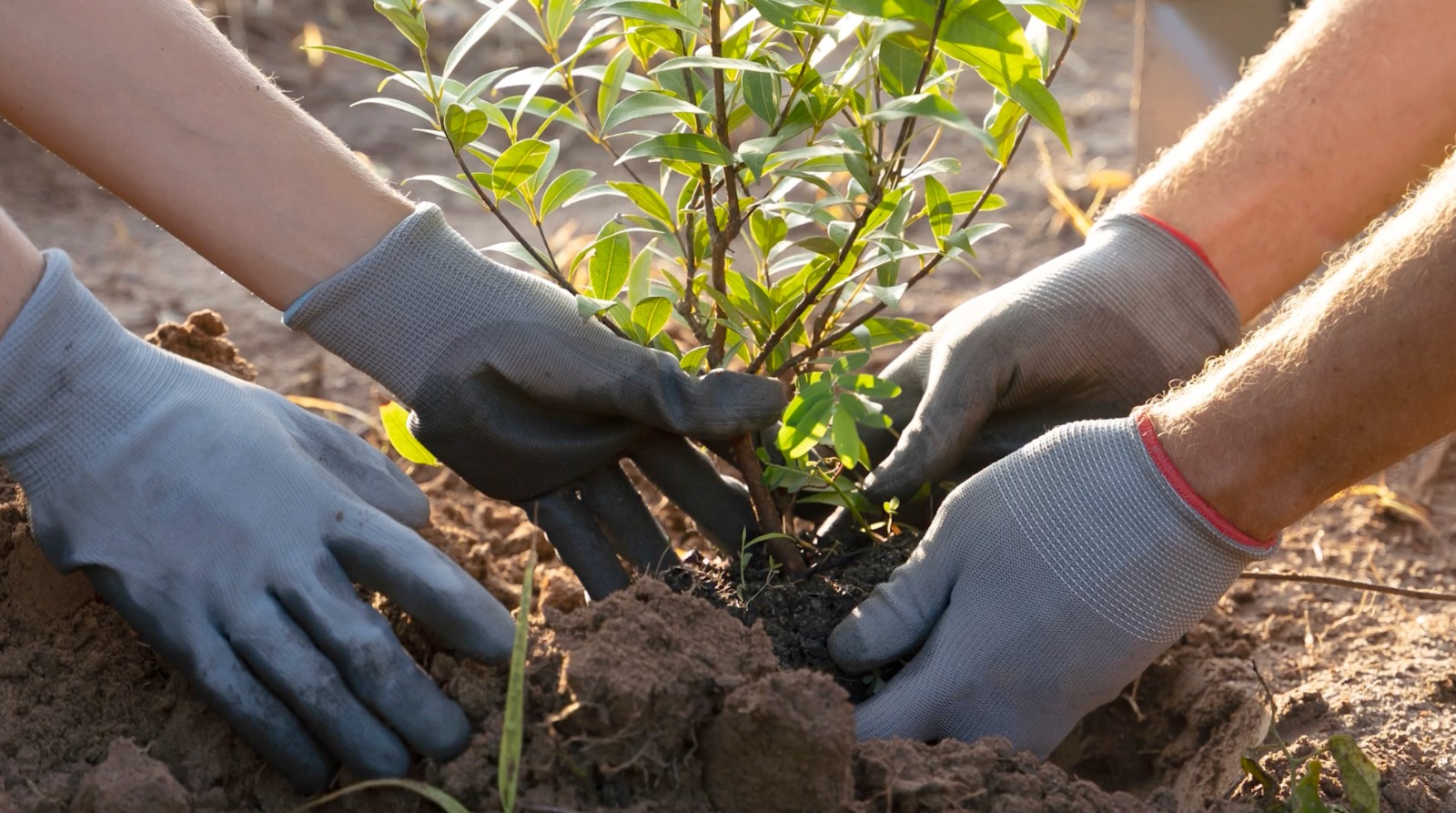 Banco de Desarrollo se destaca como actor clave en la lucha contra la crisis climática 