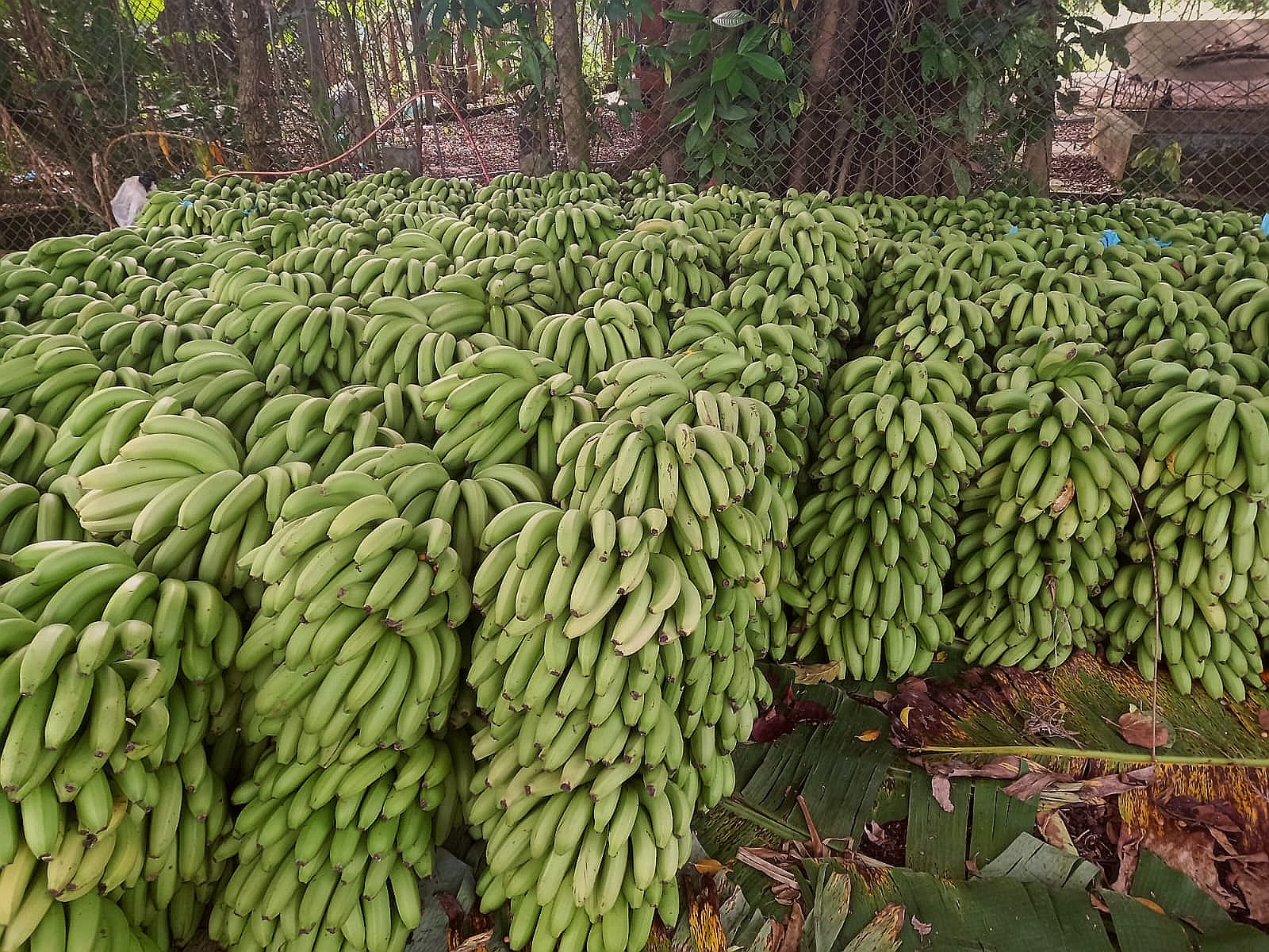 Bloqueo evista ocasiona amenazas de cancelación de exportación de banana a Uruguay y Chile 