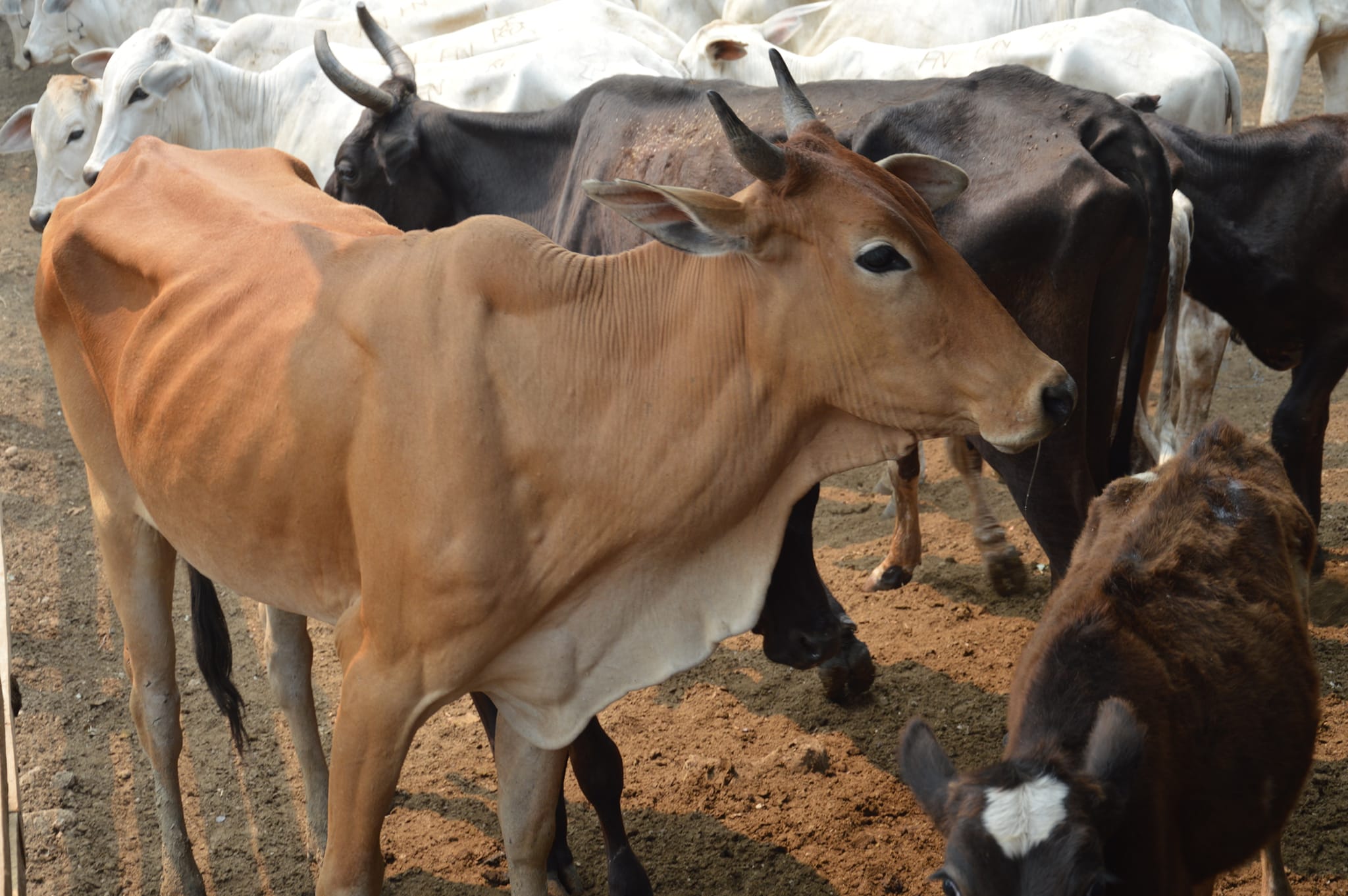 Soberanía Alimentaria entrega 750 vaquillas a ganaderos de Beni y Santa Cruz