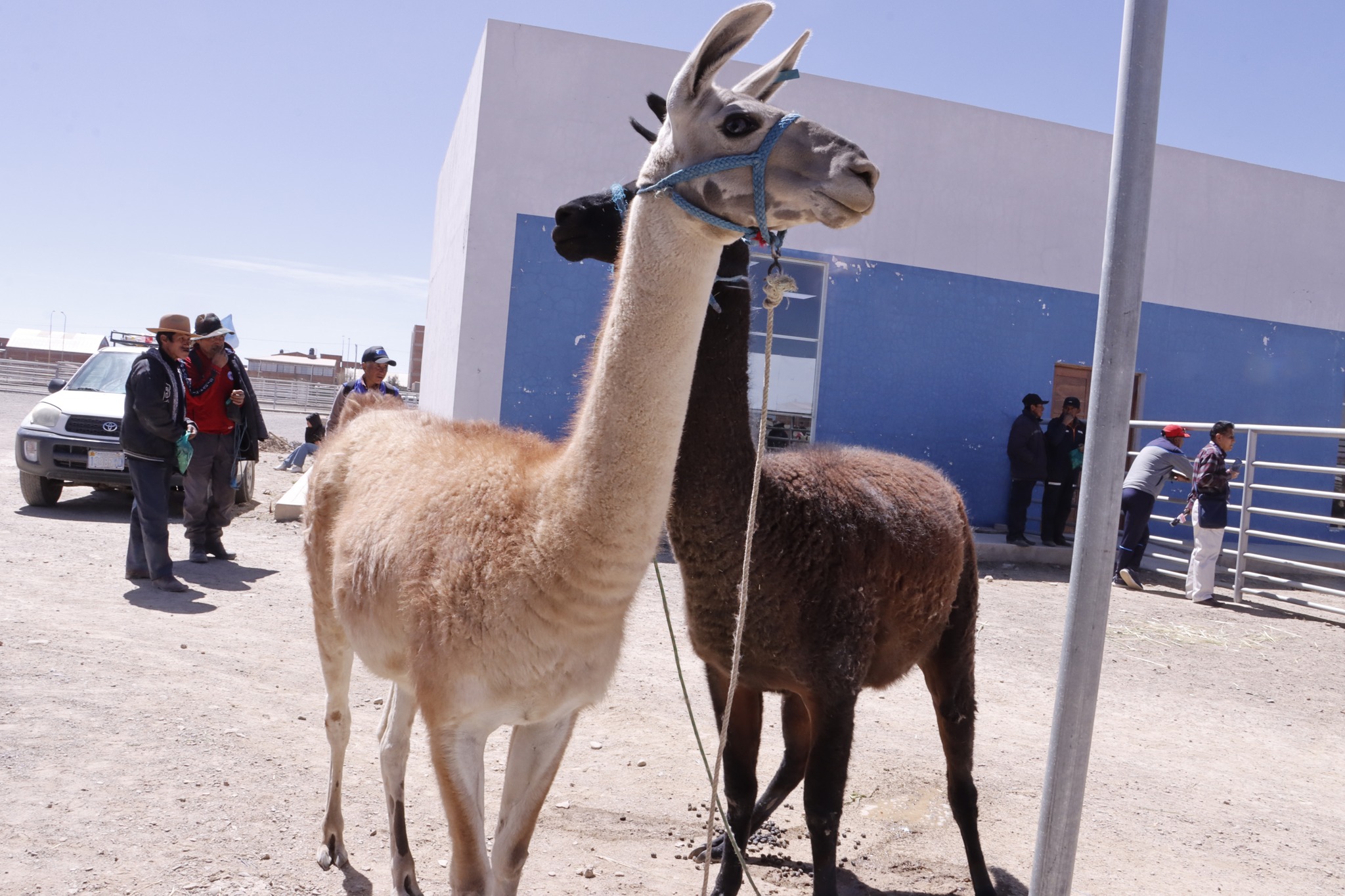 Pro – Camélidos cierra este 2024 con atención a 480 comunidades rurales e inversión de Bs 125 millones