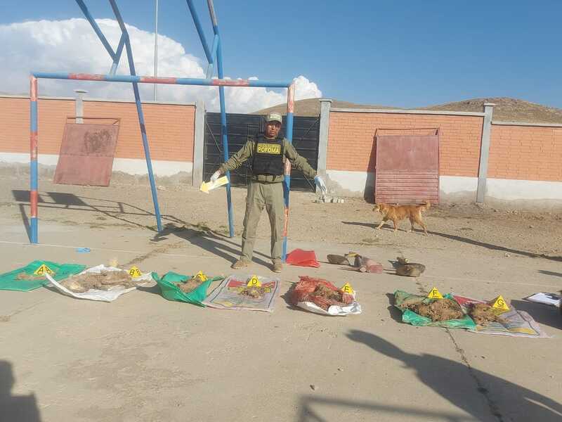 Investigan muerte de siete perros en un albergue municipal de Oruro