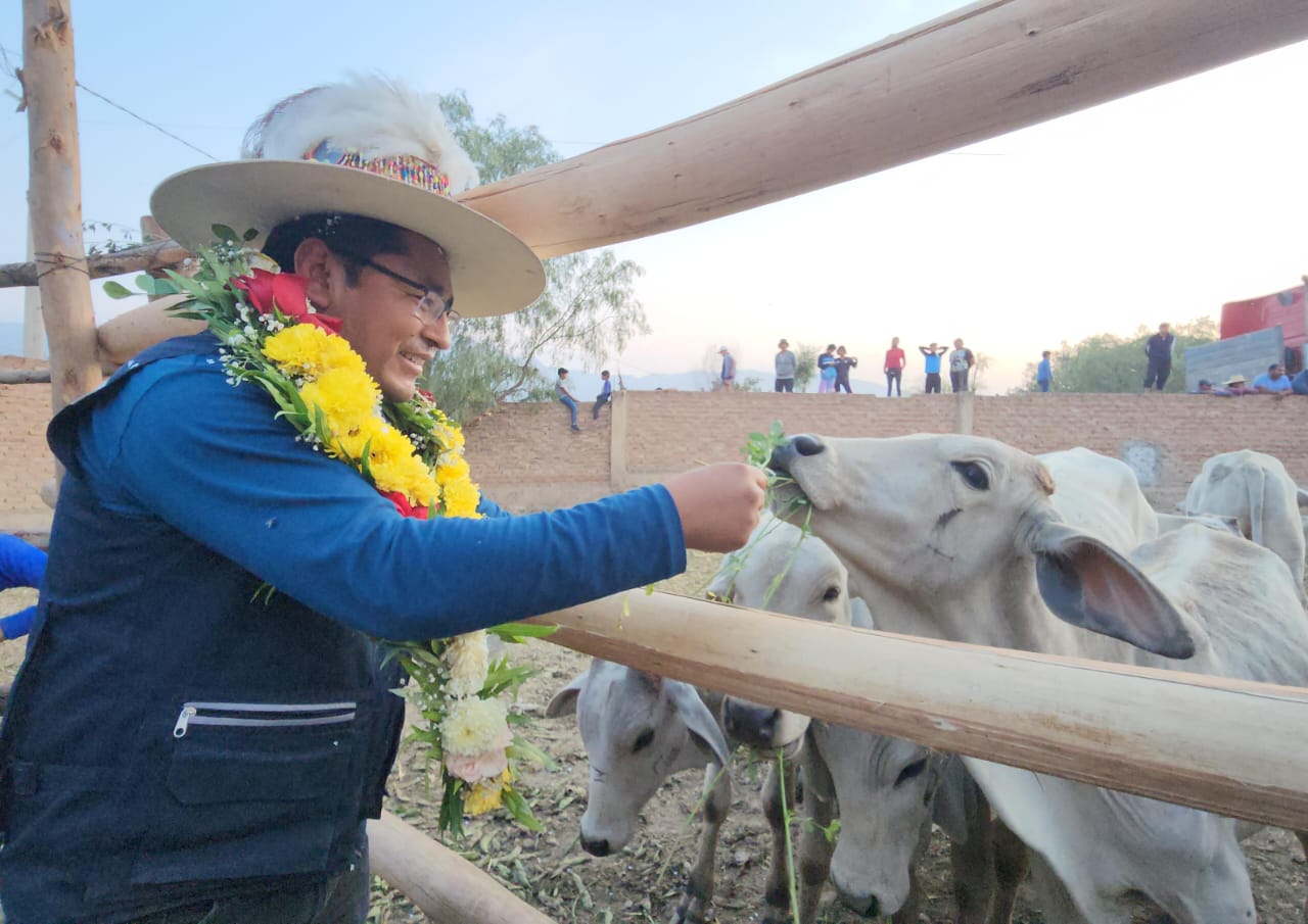 Entregan 600 vaquillas y torillos a familias ganaderas de Capinota y Palos Blancos