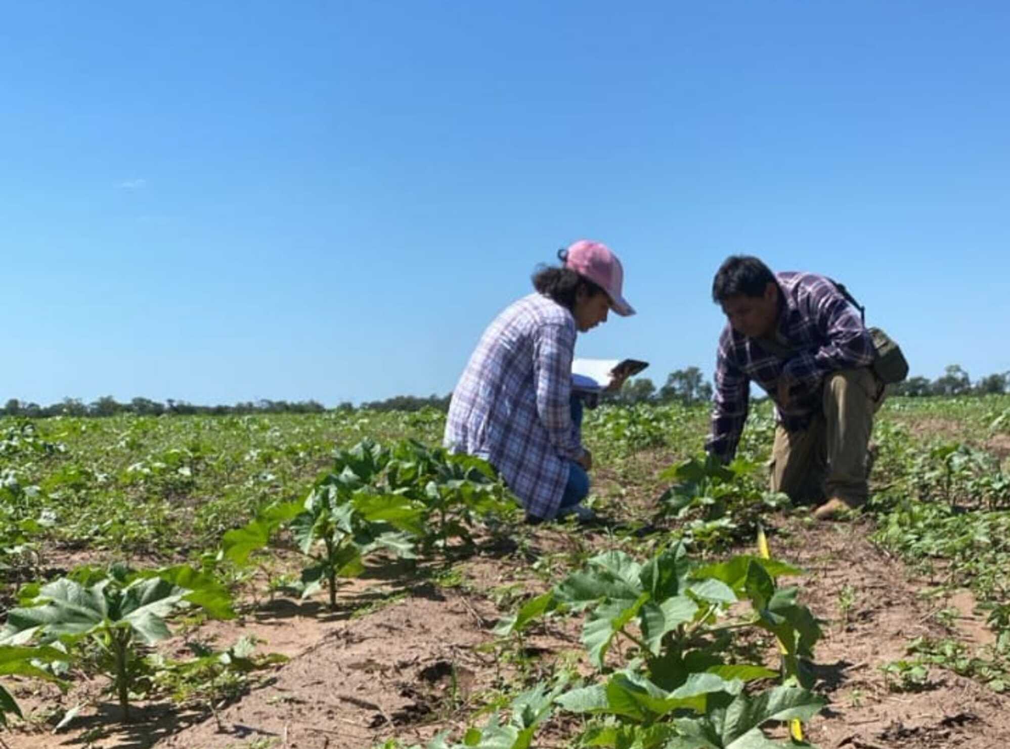 En más de 60 hectáreas crecen cultivos de macororó en Villa Montes y Charagua para producir biodiésel