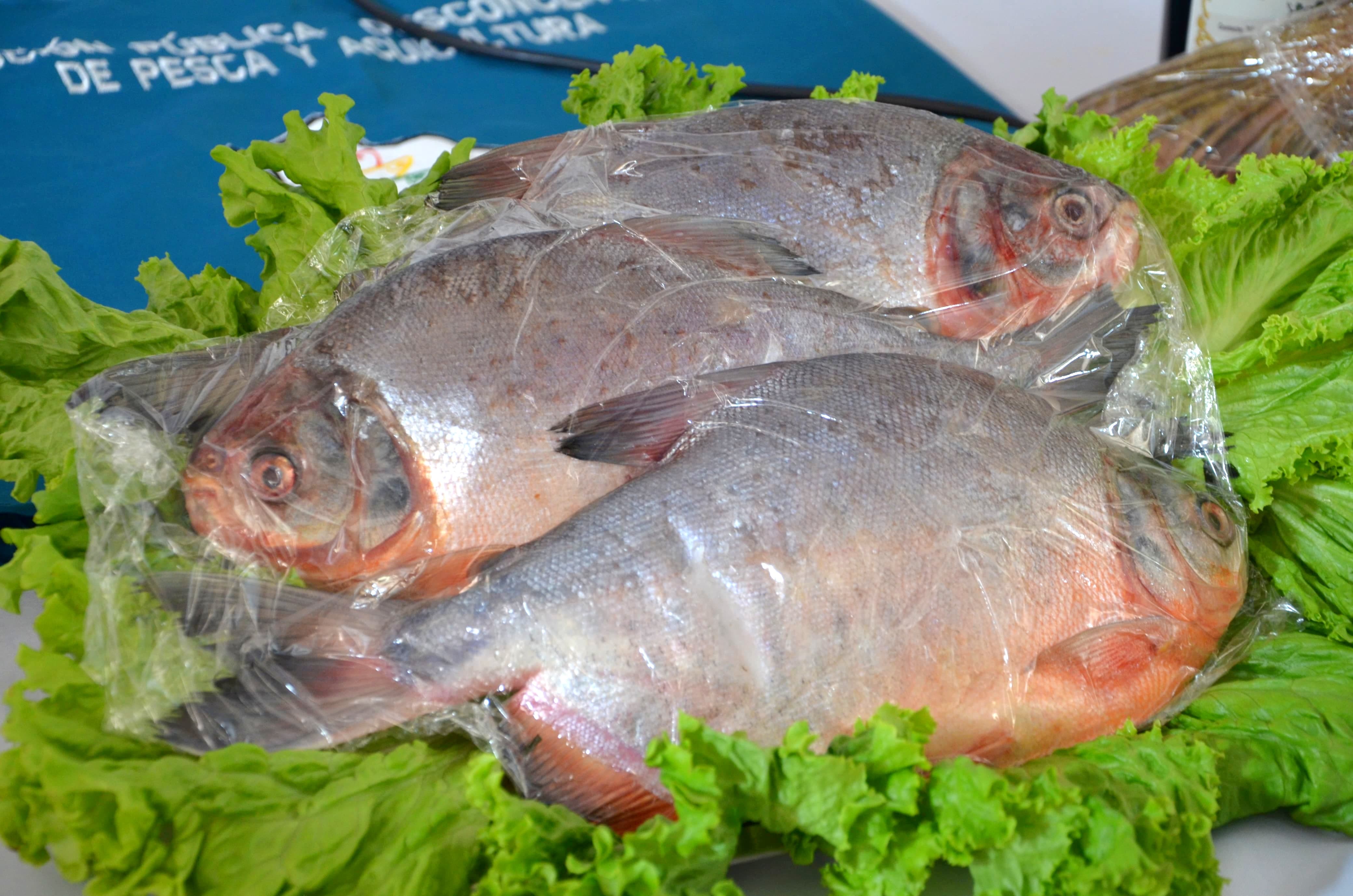 Ferias del pescado a precio justo en La Paz y Cochabamba ofrecerán trucha, tambaquí, dorado, pacú y paiche