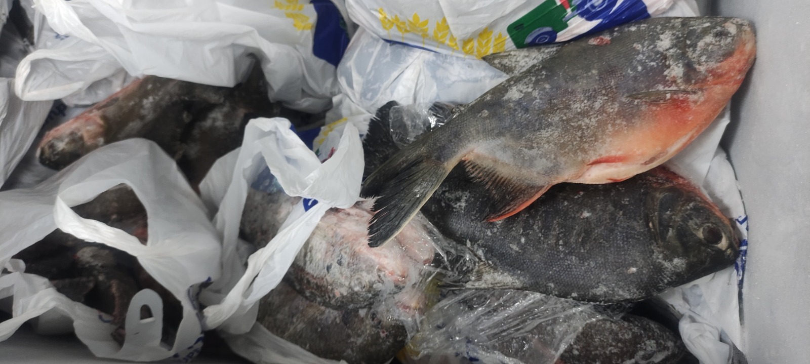 Emapa ofrece en sus tiendas y supermercados tambaqui, pacú y tilapia a precio justo