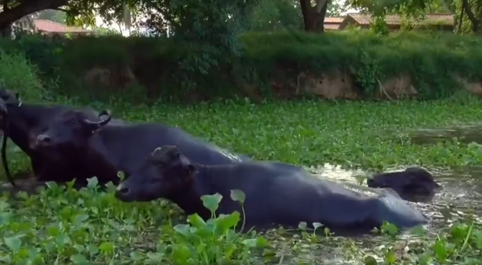 Ganado bubalino (de búfalos) atravesando un cuerpo de agua. Captura: RPO´s