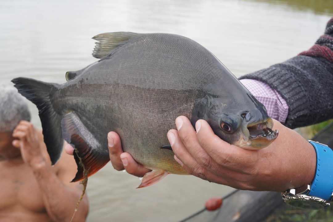 En Yacuiba entregan equipos a 21 familias piscicultoras