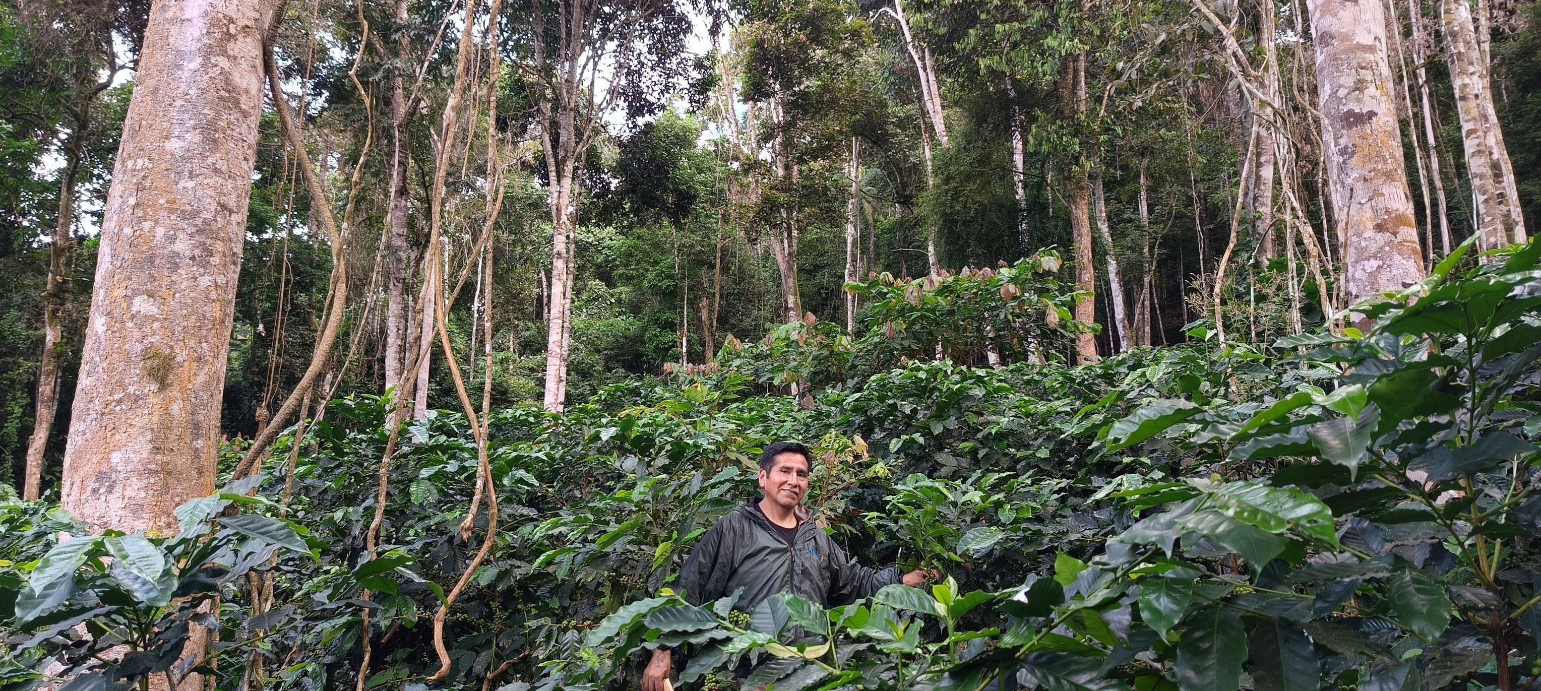 En Caranavi ensayan cultivos de café en terrenos sin deforestación