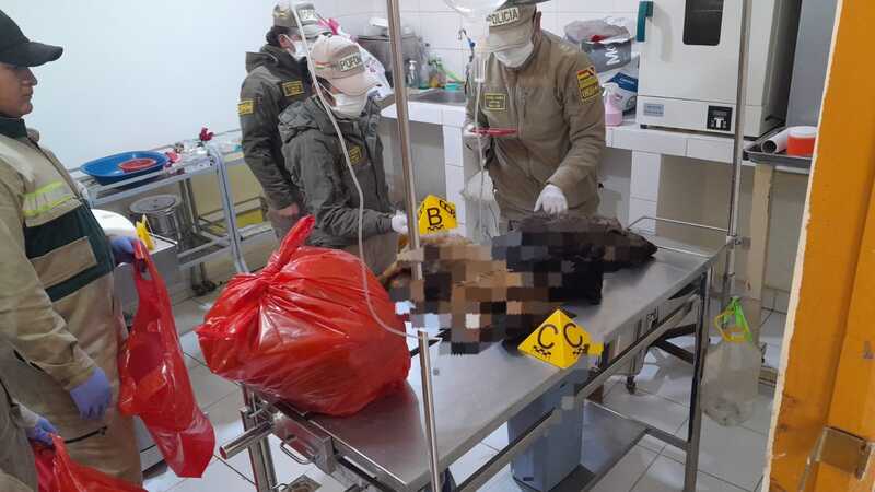 En Zoonosis de la Alcaldía de Oruro mueren cinco canes, investigan las causas 