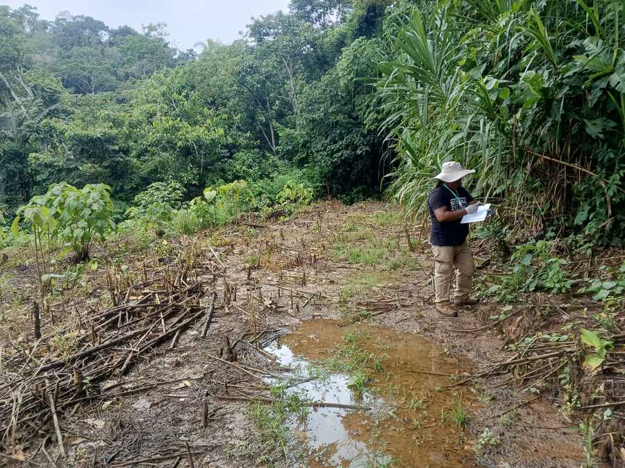 En La Paz detectan 19 casos de Hantavirus, centran actividades de control en Palos Blancos