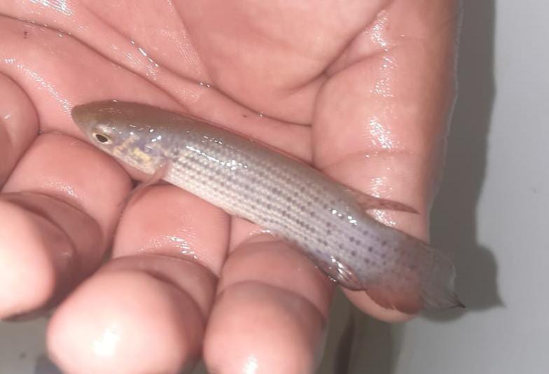 Juez libera a peruanos detenidos con 710 peces en Beni pese a evidencia de tráfico de vida silvestre