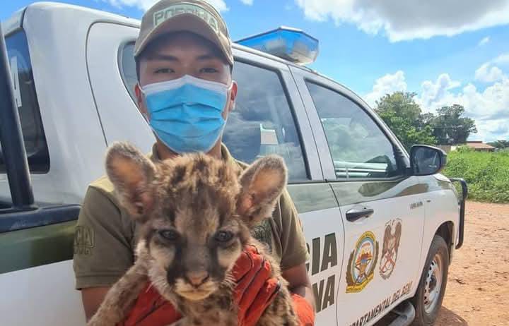 En Bolivia reportan 173 casos de rescate de fauna silvestre