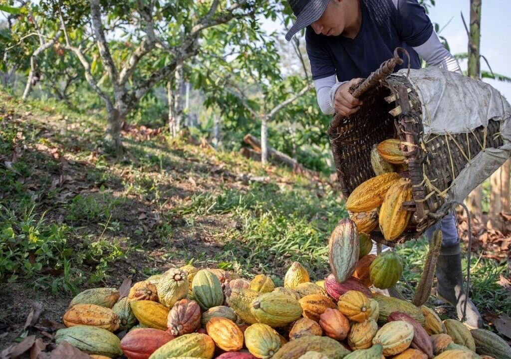 Comienzan equipamiento y capacitación a profesionales locales para manejo de la planta de cacao en Gonzalo Moreno