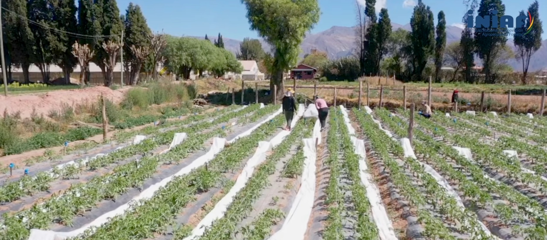 Iniaf produce semillas de tomate en invierno con nuevas técnicas para abastecer a productores todo el año