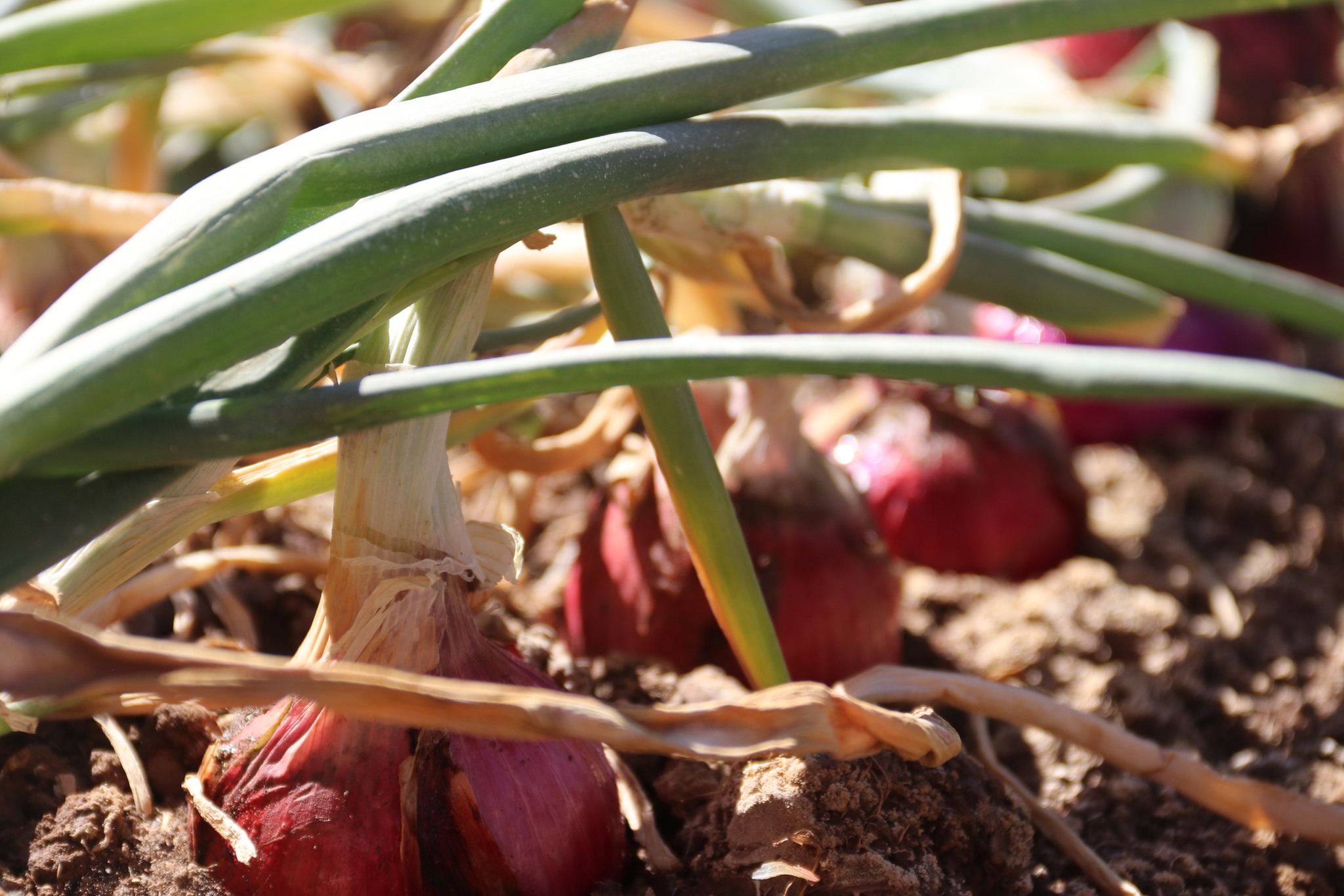 En el desarrollo del agro fueron invertidos más de Bs 7.000 millones para garantizar la seguridad alimentaria