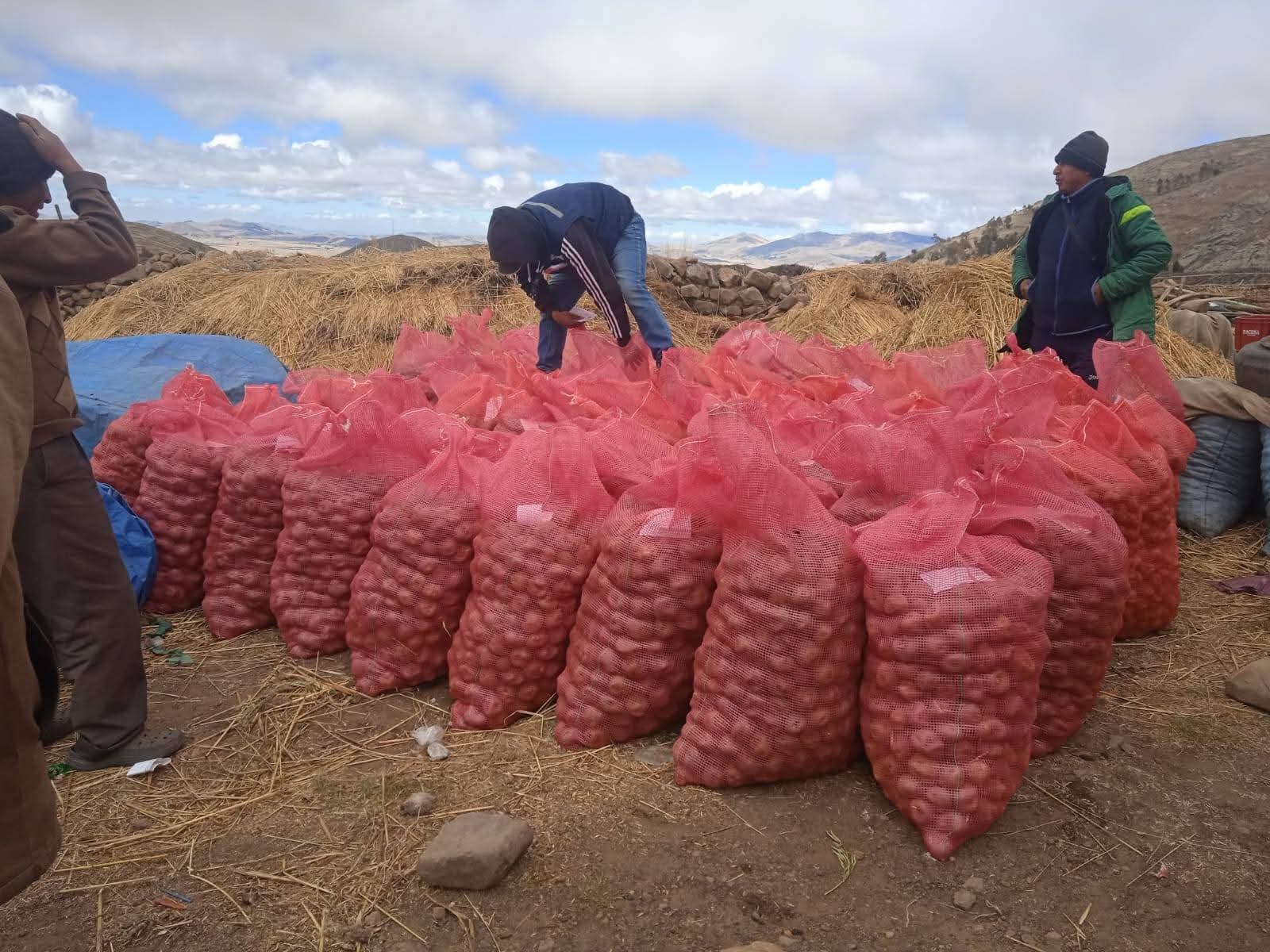 Liberan semillas certificadas de papa Huaycha para la comercialización