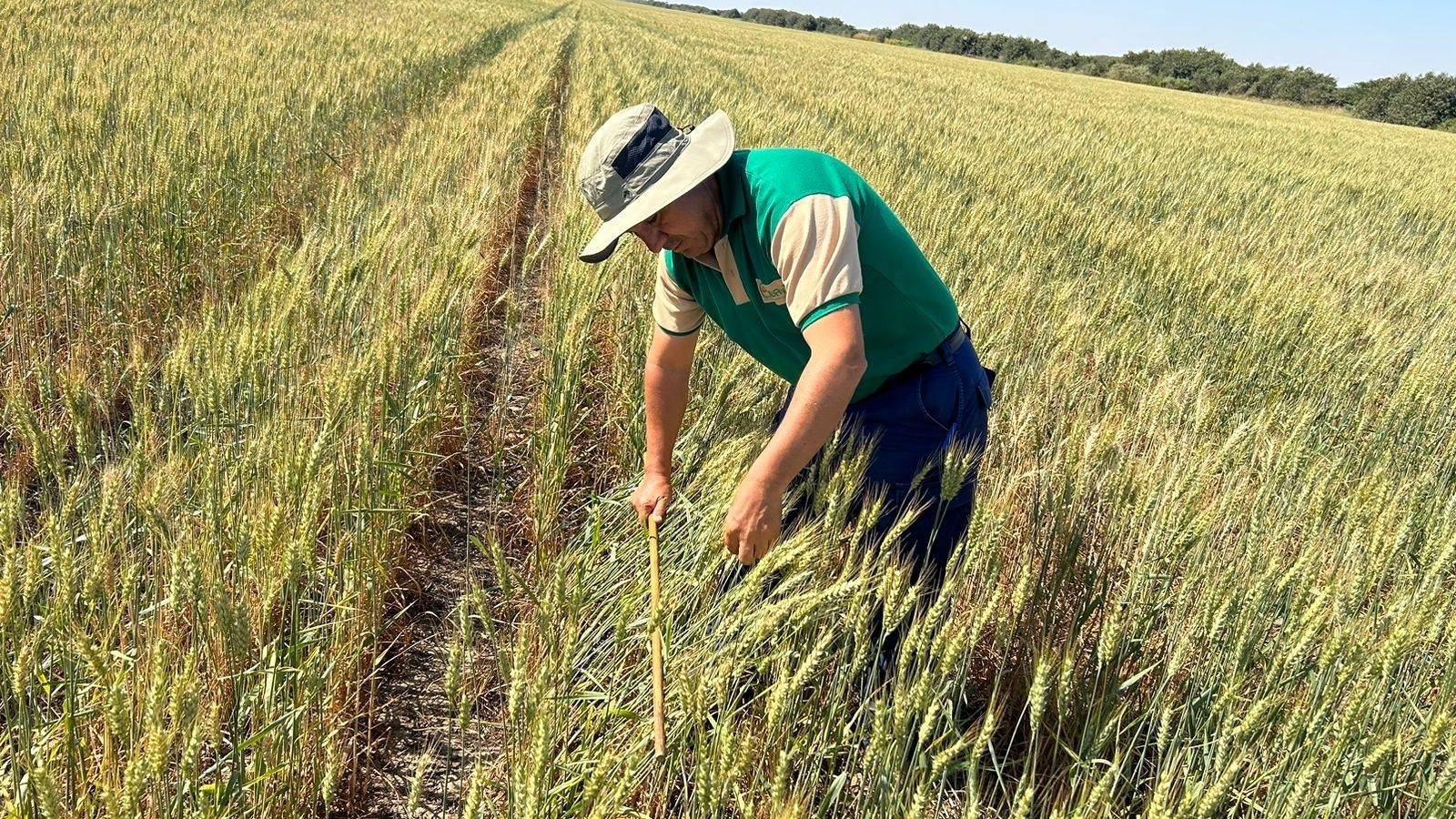 Supervisa más de 3.300 hectáreas de trigo para garantizar semilla certificada en Santa Cruz